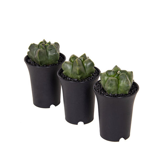 ASTROPHYTUM Myriostigma