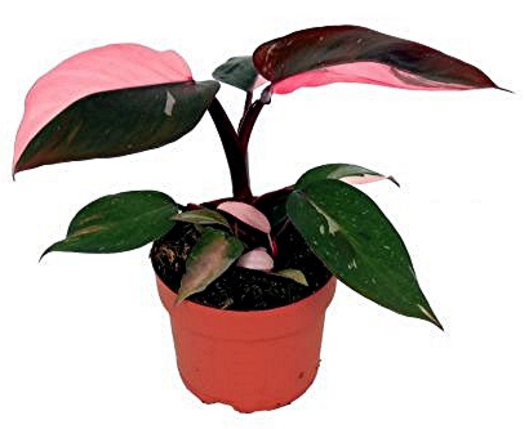 Kit DIY Jungle Egg Medium