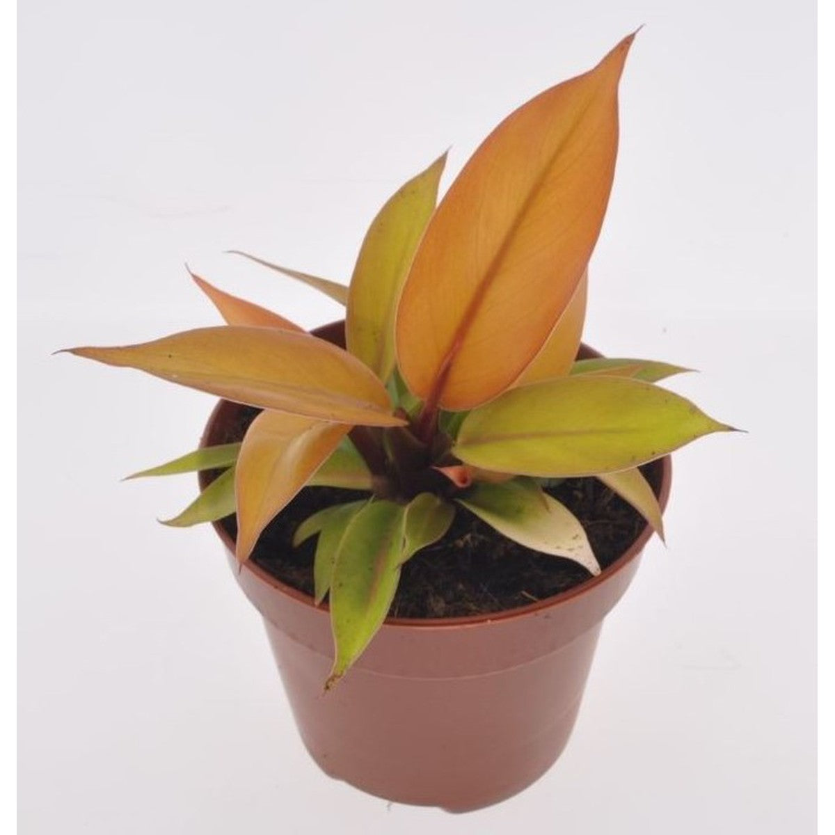 Kit DIY Jungle Egg Medium