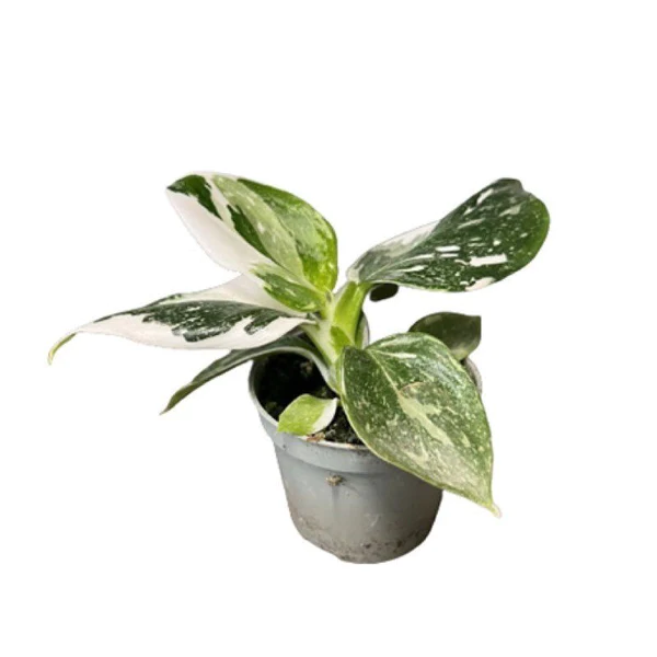 Kit DIY Jungle Egg Medium