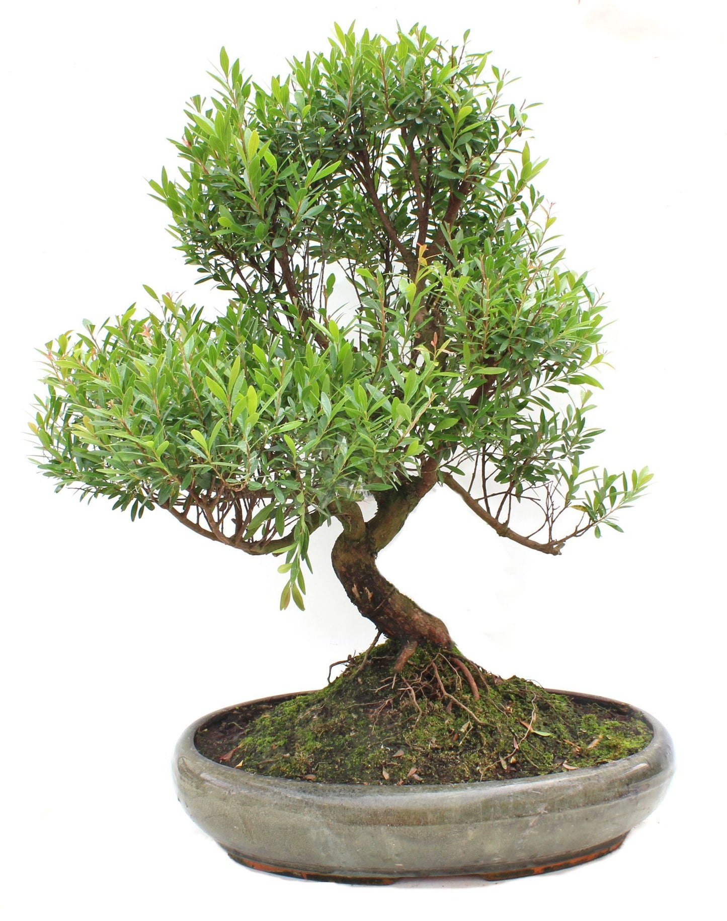 BONSAÏ Syzygium Boxifolium 10 ans