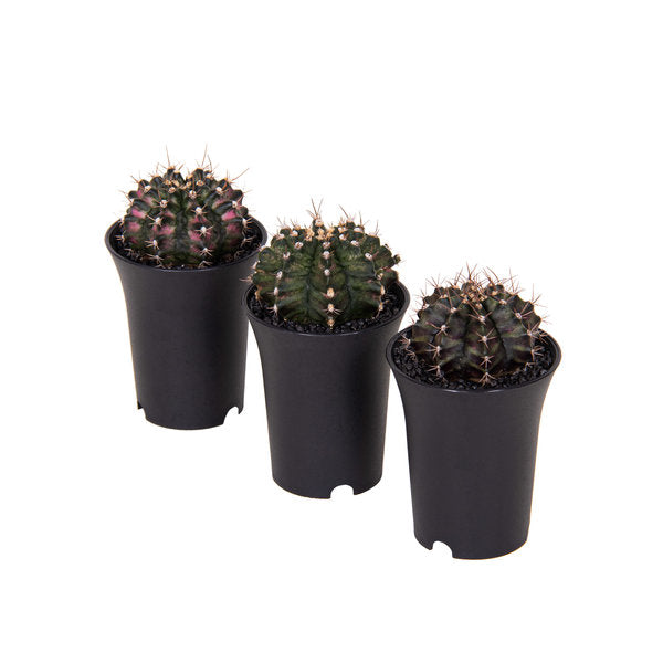 GYMNOCALYCIUM T-Rex 'Variegata'