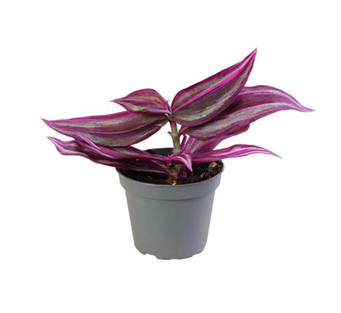 Kit DIY Jungle Egg Medium