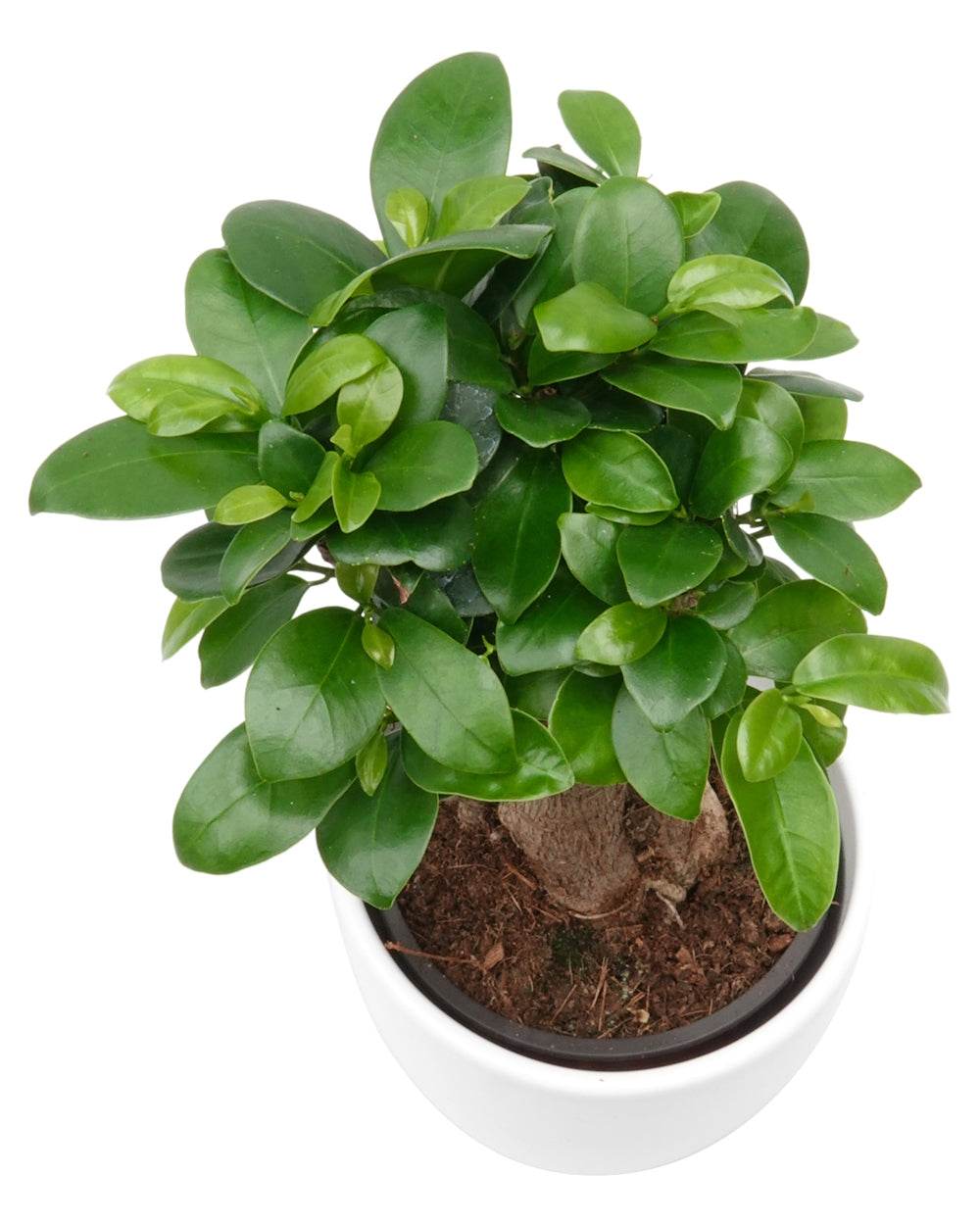 FICUS Microcarpa
