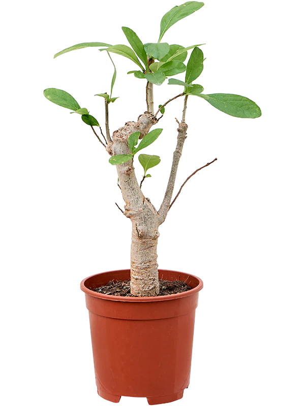 ADANSONIA digitata (Baobab)