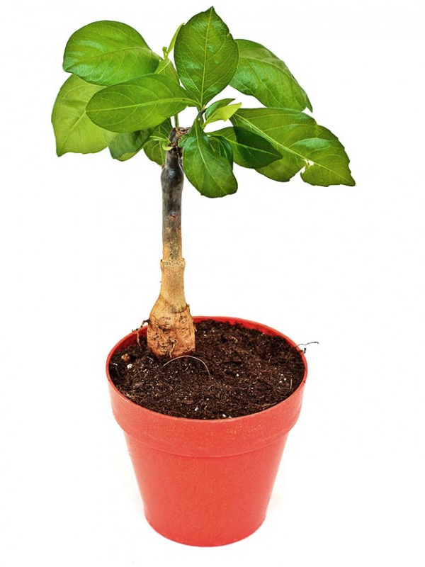 ADANSONIA digitata (Baobab)