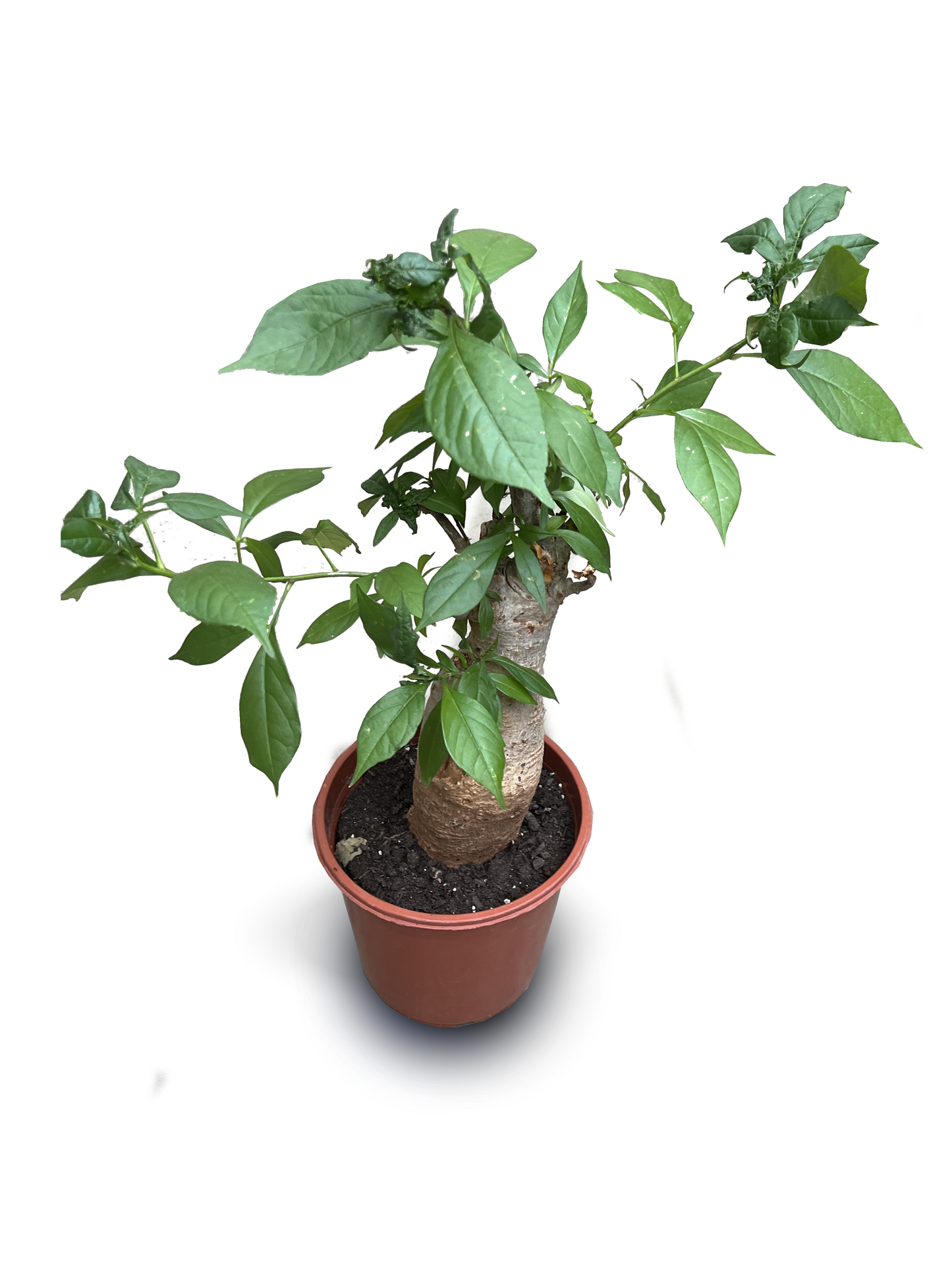 ADANSONIA digitata (Baobab)