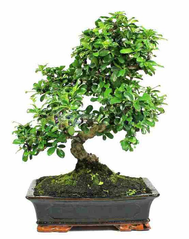 BONSAI Carmona Microphylla 8 ans