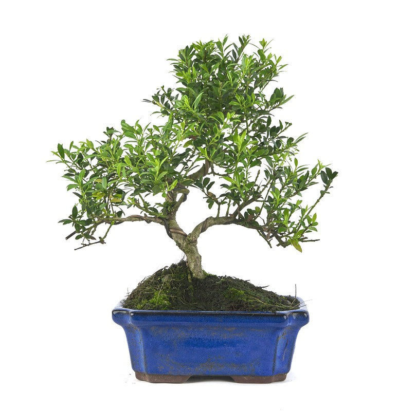 BONSAÏ Ilex Merseveae (Houx du Japon) 12 ans
