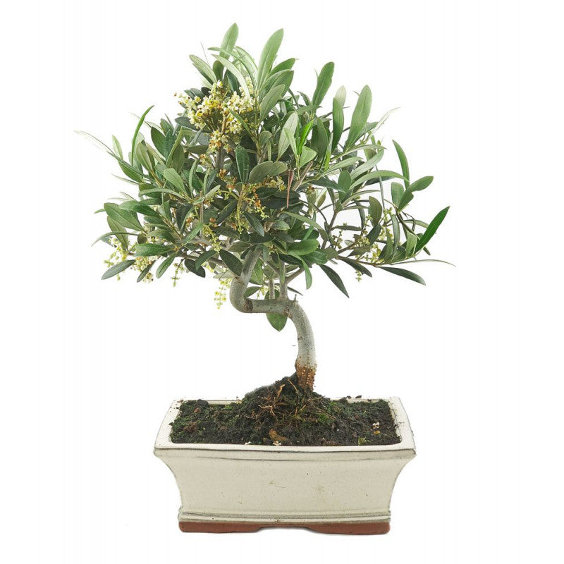 BONSAII Olea Europaea 9 years (Olivier)