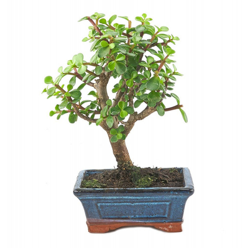 BONSAI Portulacaria Afra (Jade Plant) 5 years