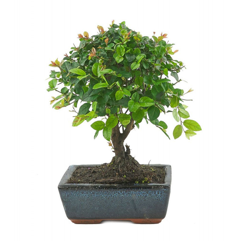 BONSAI Sageretia Theezans 5 years