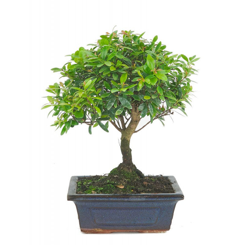 syzygium buxifolium indoor plant BONSAI SYZYGIUM Buxifolium 5 years – Jungle Factory