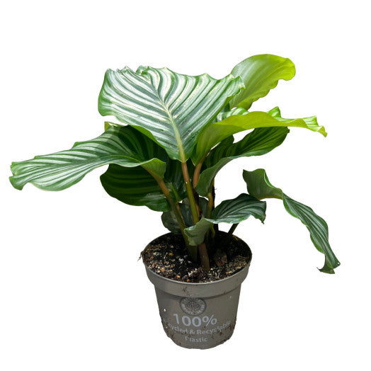 CALATHEA Orbifolia