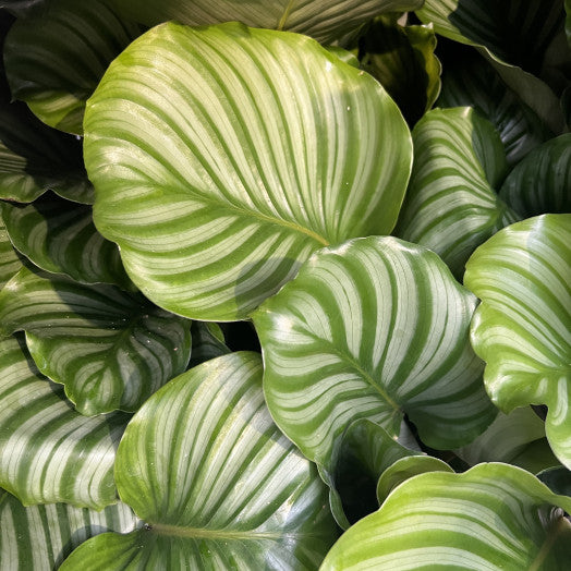 CALATHEA Orbifolia