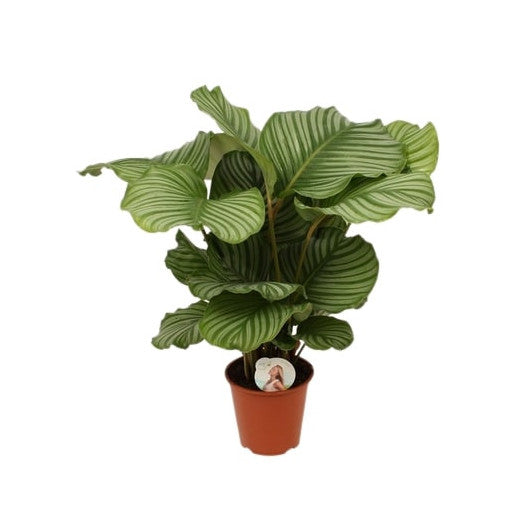 CALATHEA Orbifolia