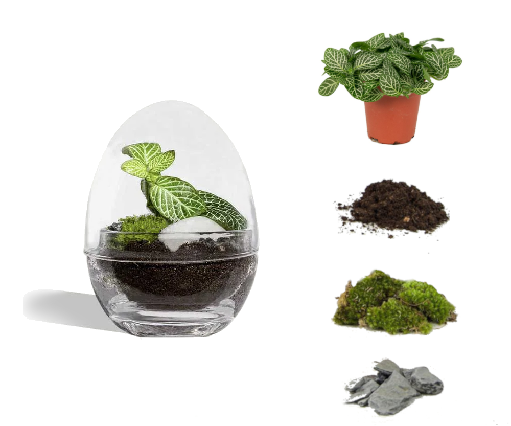 Kit DIY Jungle Egg Mini