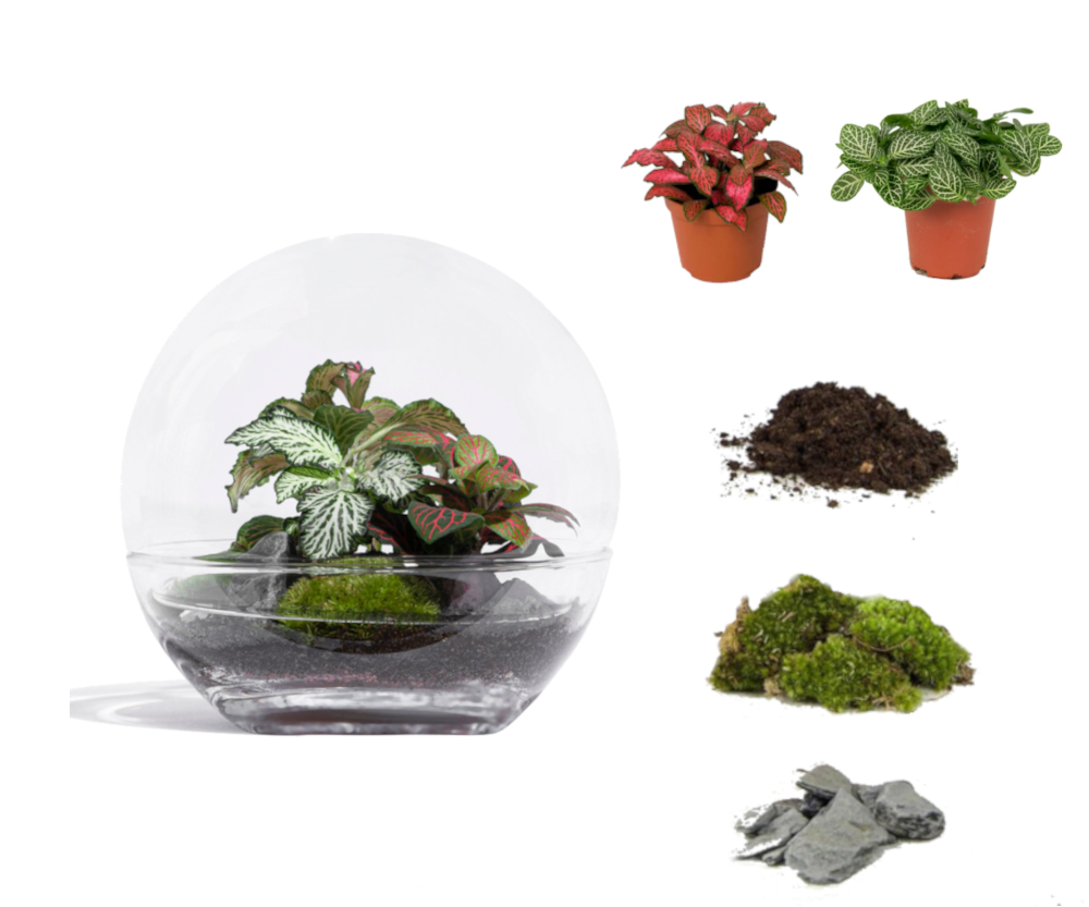 Kit DIY Jungle Bubble Small