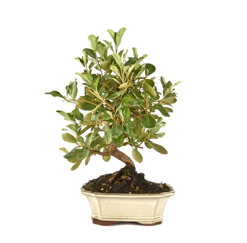 BONSAI Eleagnus 9 years