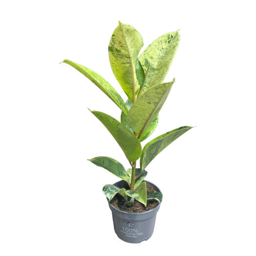 FICUS Elastica 'Variegata'