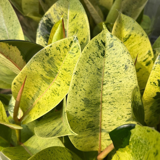 FICUS Elastica 'Variegata'