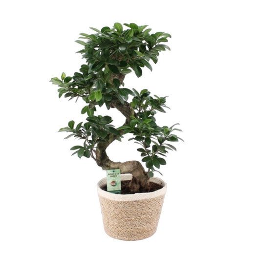 FICUS Microcarpa