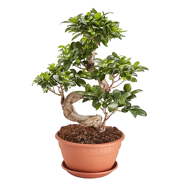 FICUS Microcarpa