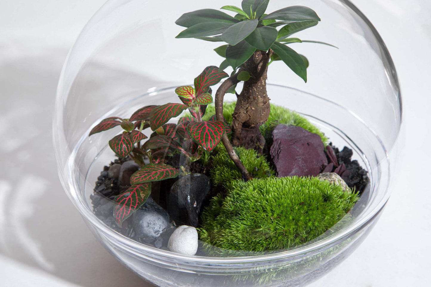 Kit DIY Jungle Bubble Medium