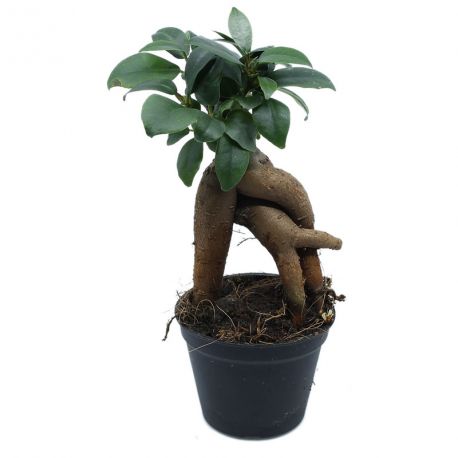 FICUS Microcarpa