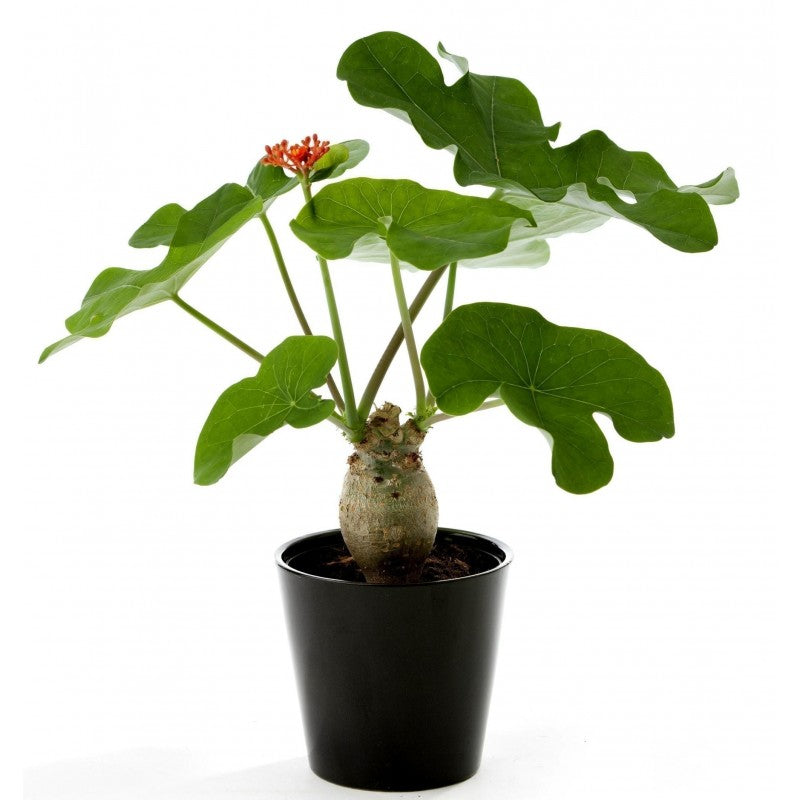 JATROPHA Podagrica