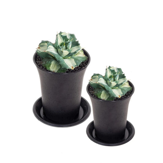 AGAVE Ohi Raijin 'Variegata'