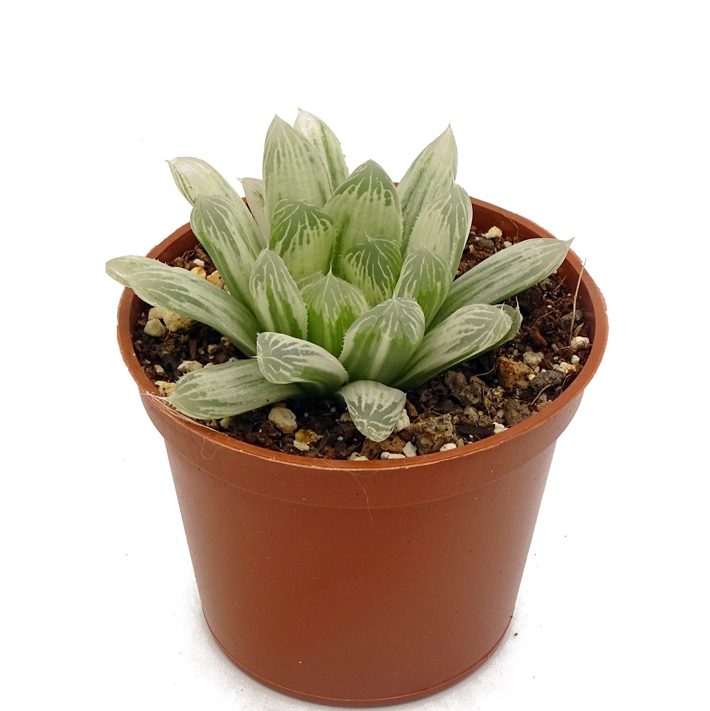 HAWORTHIA Cooperi Filifera 'Variegata'