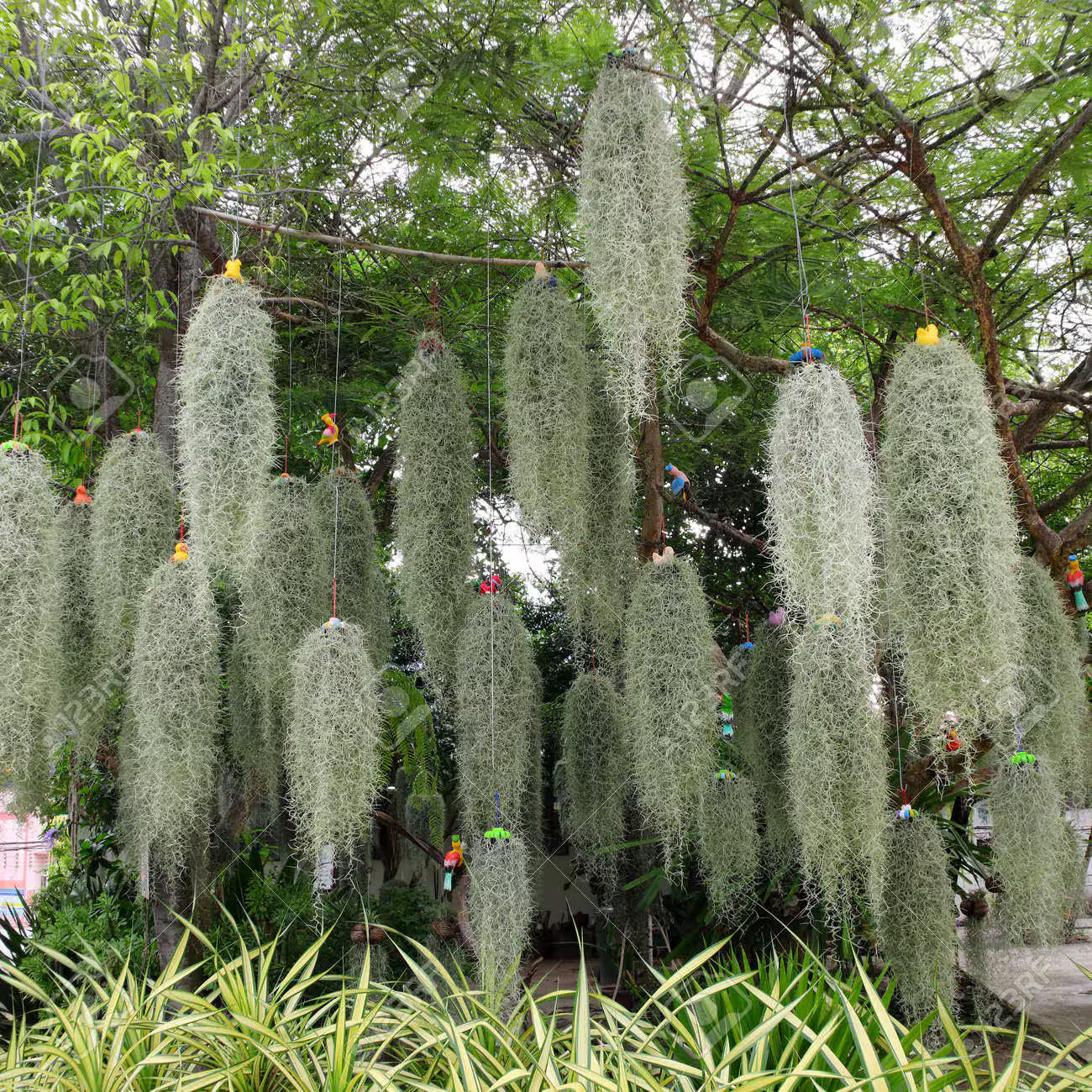 TILLANDSIA usneoides méduse XXL