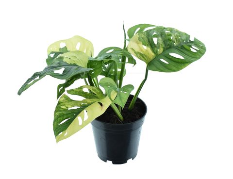 MONSTERA Andansonii 'Variegata' Aureum