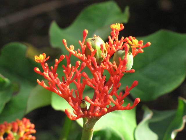 JATROPHA Podagrica