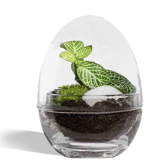 Kit DIY Jungle Egg Mini