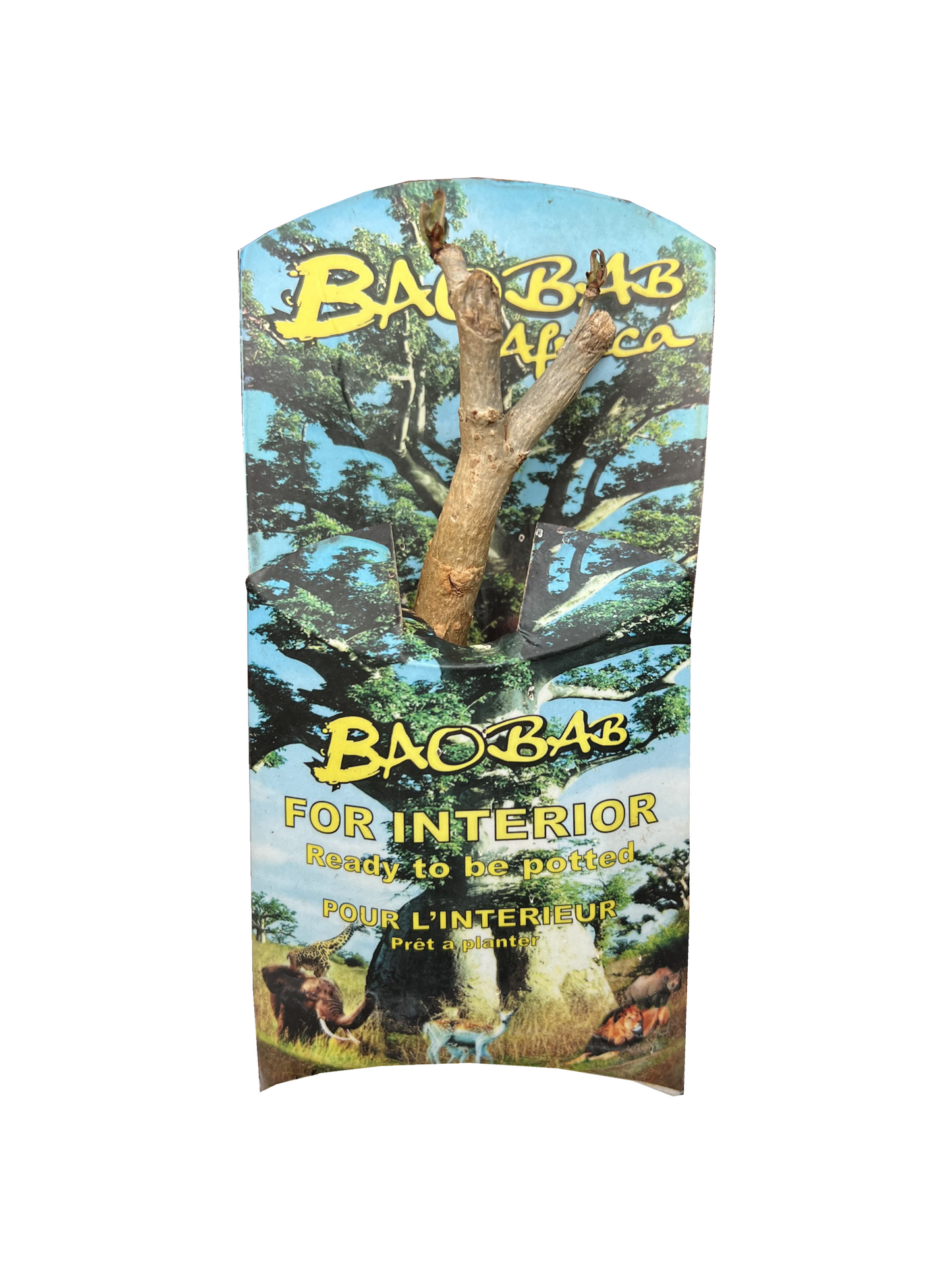 ADANSONIA digitata (Baobab)