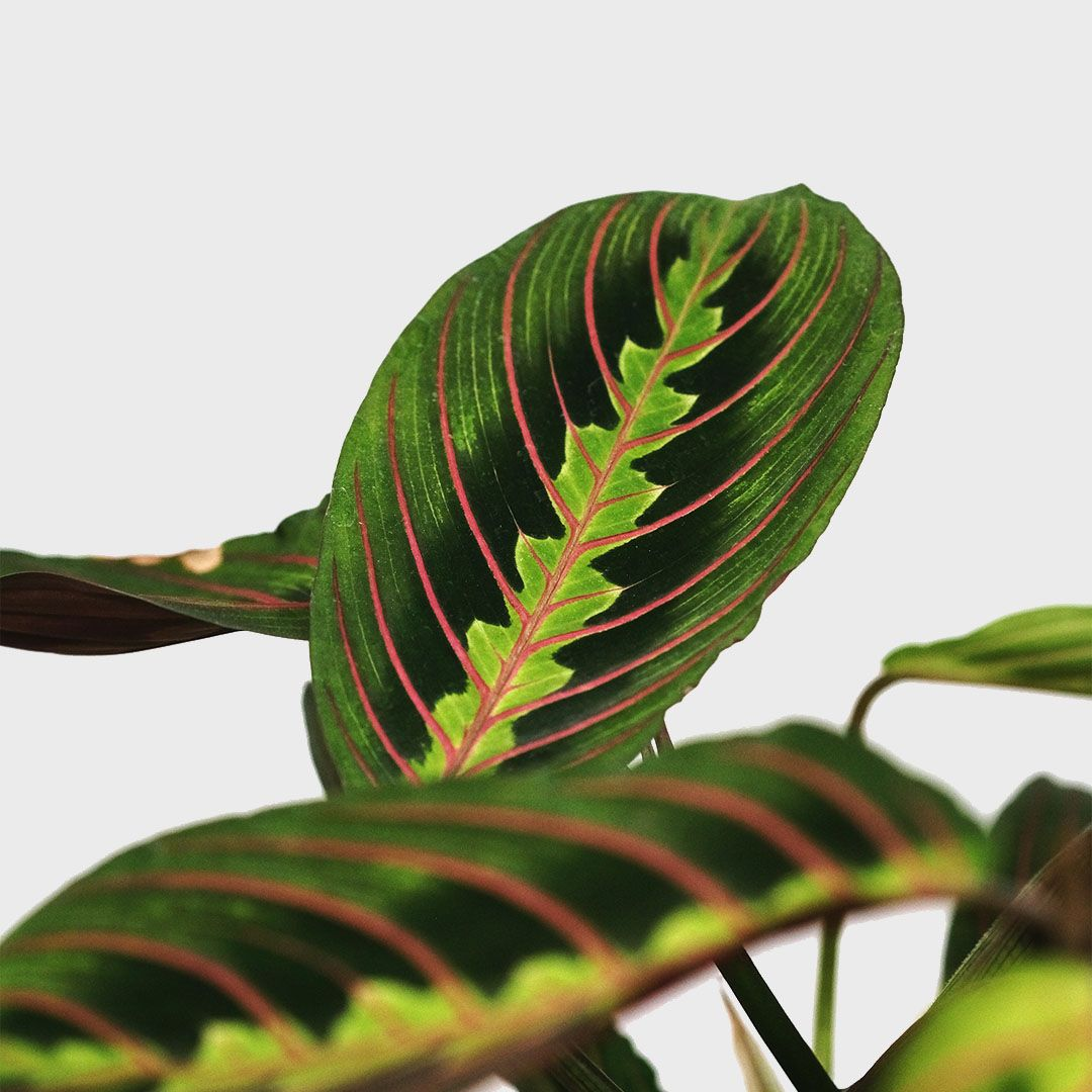 MARANTA Leuconeura