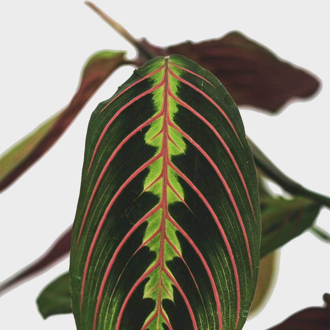 MARANTA Leuconeura