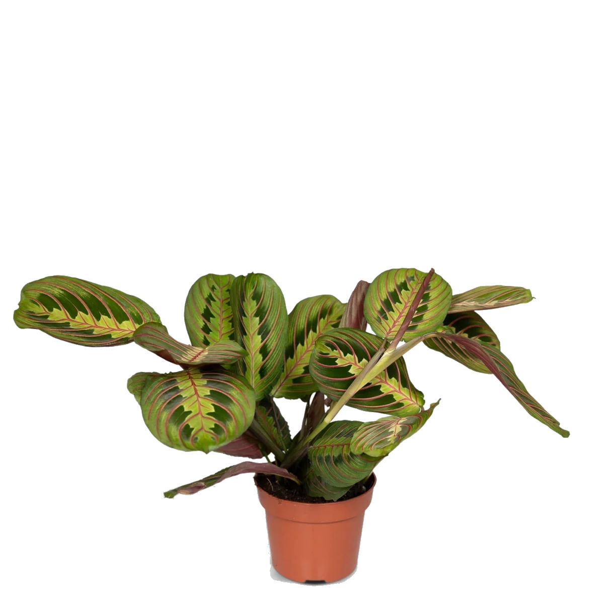 MARANTA Leuconeura