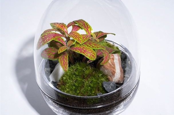 Kit DIY Jungle Egg Mini