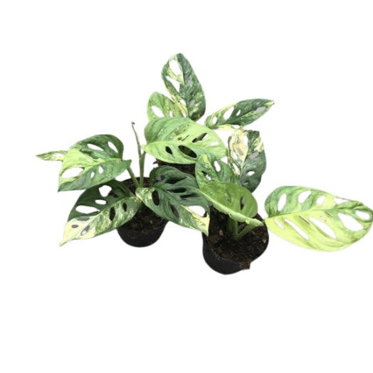 MONSTERA Andansonii 'Variegata' Aureum