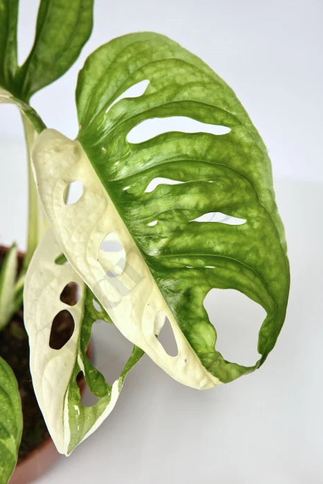 MONSTERA Andansonii 'Variegata'