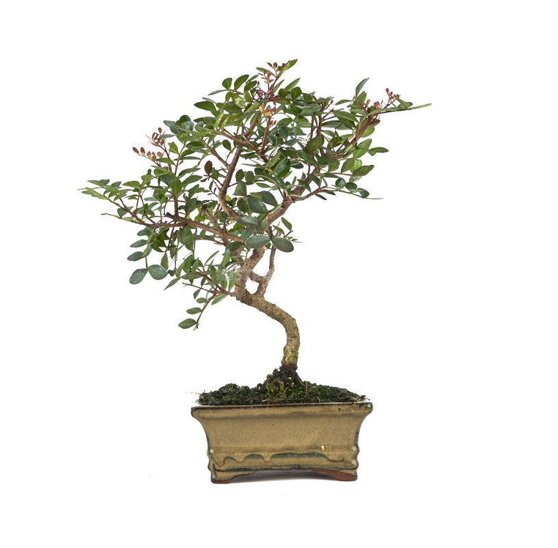BONSAI Pistacia Lentiscus 7 years