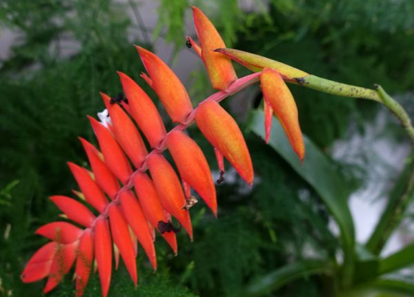 TILLANDSIA Dyerianna