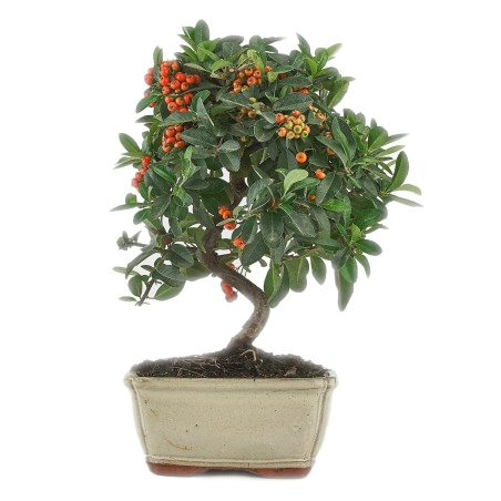 BONSAI Pyracantha Speciosa 7 ans