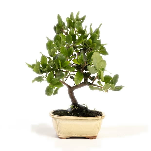 BONSAI QUERCUS Choue Liege 7 years