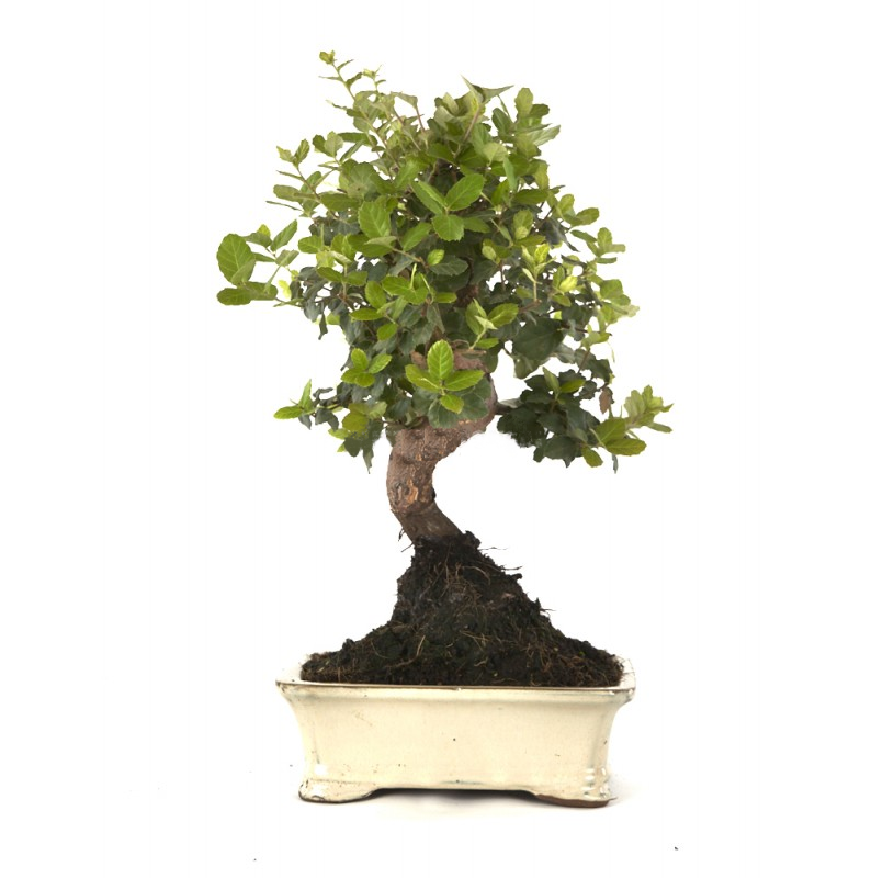 BONSAÏ Quercus Suber 9 ans