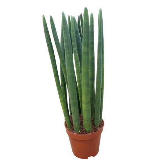 SANSEVIERIA Cylindrica