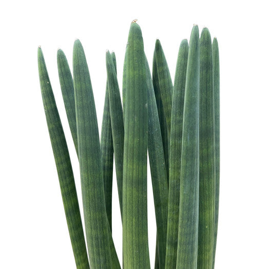 SANSEVIERIA Cylindrica